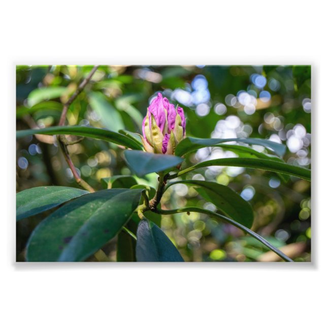 Foto Botão de Flor de Rhododendron (Frente)
