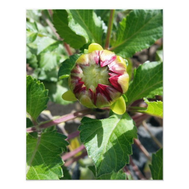 Foto botão no outono (Frente)