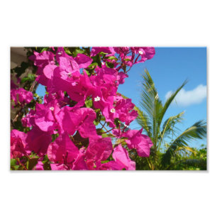 Foto Bougainvillea e Palm Tree Tropical Nature Cena
