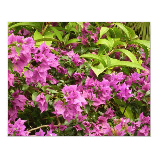 Foto Bougainvillea púrpura tropical Floral (Frente)