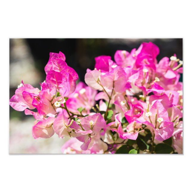 Foto bougainvillea, rosa e branca (Frente)