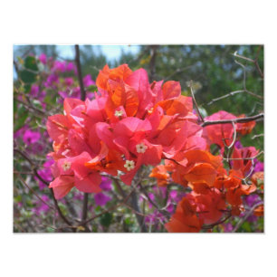 Foto Bougainvillea rosa tropical