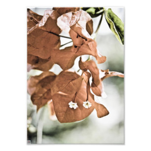 Foto Bougainvillea Vermelha