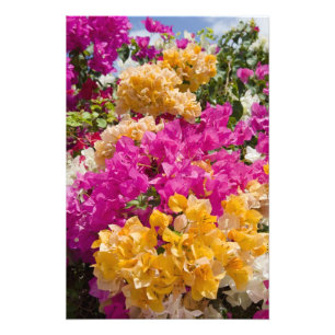 Foto Bouganvilleau, Cayman Brac, Ilhas Cayman,