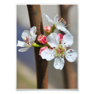 Foto Bradford Pear Flor