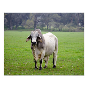 Foto Brahman (aka. Brahma) Bull no campo