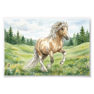 Foto Brana Pinto Palomino Aquarela Islandesa