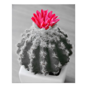 Foto Branca Preta Da Planta De Cactus Com Flor Ros