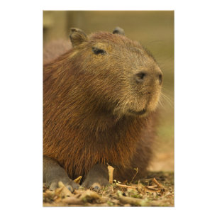 Foto Brasil, Pantanal, Matto Grosso. Capybara