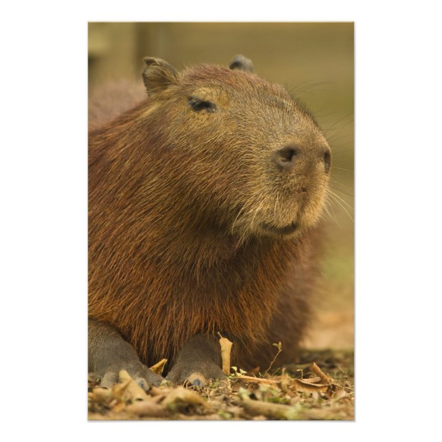 Foto Brasil, Pantanal, Matto Grosso. Capybara (Frente)