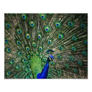 Foto Bright Peacock