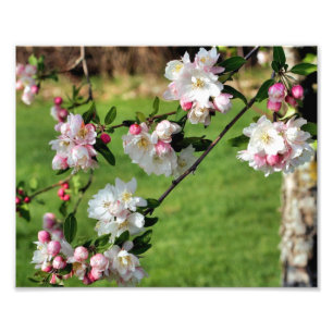 Foto Brilhantes de Primavera cor-de-rosa e maçã branca