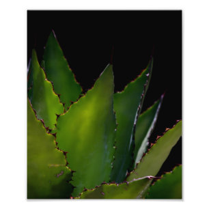 Foto Brilho de Agave