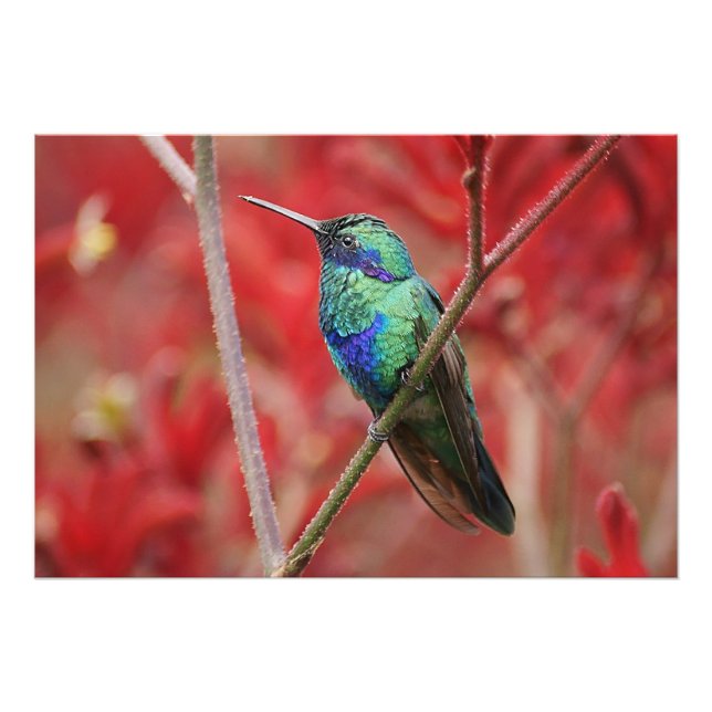 Foto Brilho Iridescente (Frente)