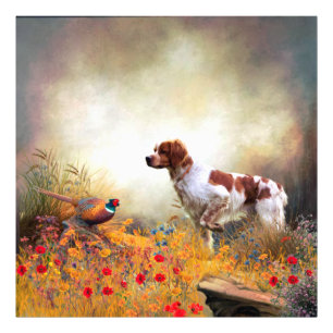 Foto Brittany Spaniel, caçando faisão