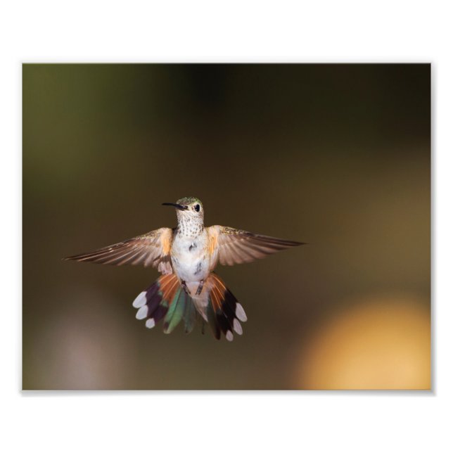 Foto Broad-Tailed Hummingbird se exibindo (Frente)