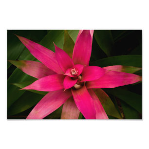 Foto Bromélia em Bloom
