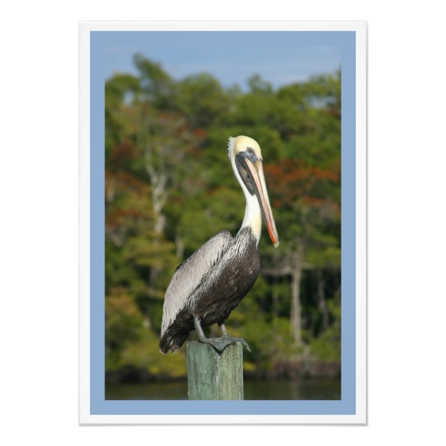 Foto Brown Pelican (Frente)