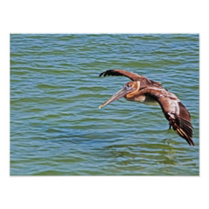 Foto Brown Pelican em voo sobre a água