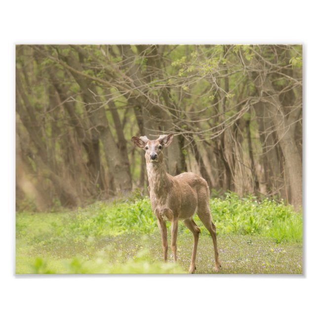 Foto Buck no Fresco Velvet (Frente)