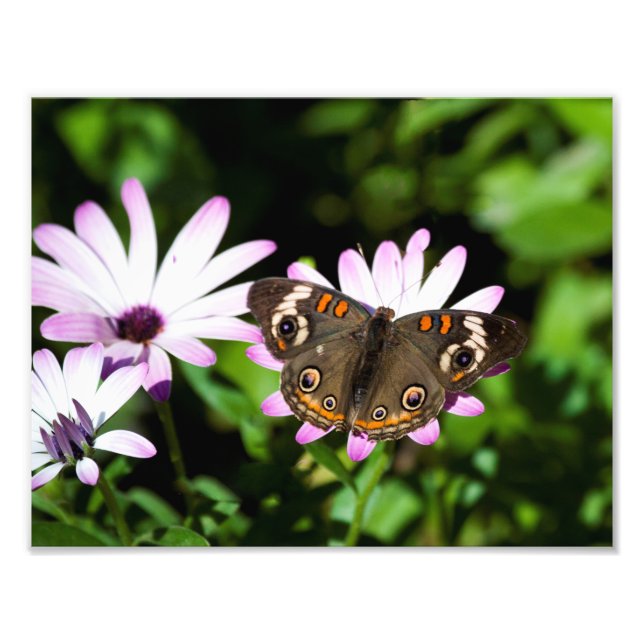 Foto Buckeye Butterfly em Flores Roxos (Frente)