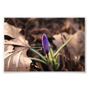 Foto Budding Crocus