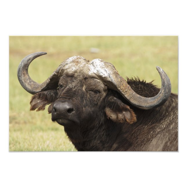 Foto Búfalo-africano, Syncerus caffer (Frente)