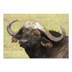 Foto Buffalo Africano, Syncerus caffer, em pé