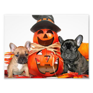 Foto Buldogs Franceses no Halloween