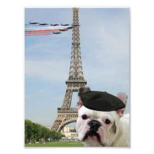Foto Buldogue francês em Paris