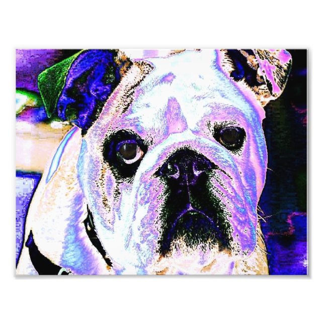 Foto Buldogue Inglês (Frente)