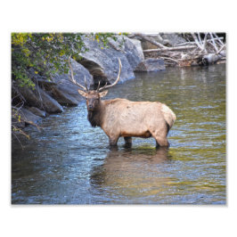 Foto Bull Elk, Big Thompson River, Estes Park, Colorado