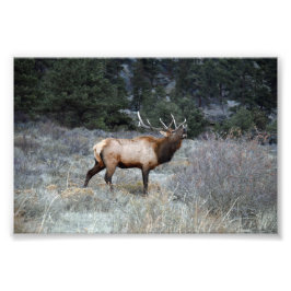 Foto Bull Elk Bugling, Estes Park, Colorado