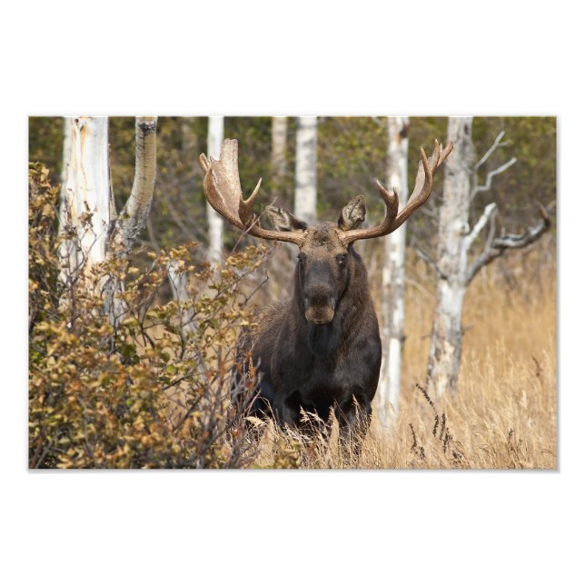 Foto Bull Moose Impressionante (Frente)