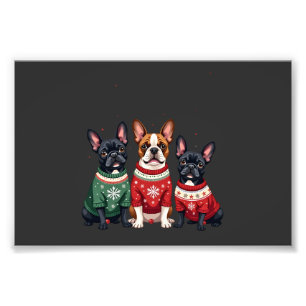 Foto Bulldogs Franceses de Natal Frenchie de Natal Cach