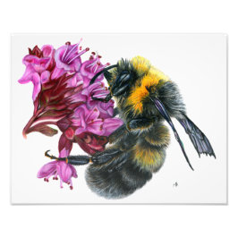Foto Bumble Bee