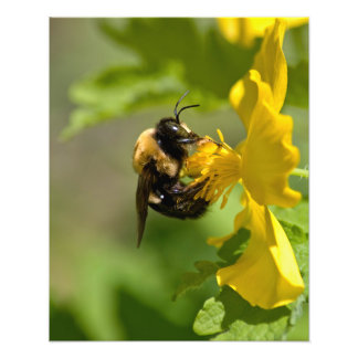 Foto Bumble Bee Closeup