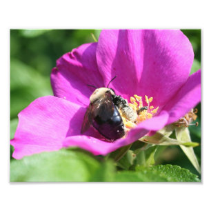 Foto Bumble Bee Em Rosa Rosa Rosa 10x8 Natureza