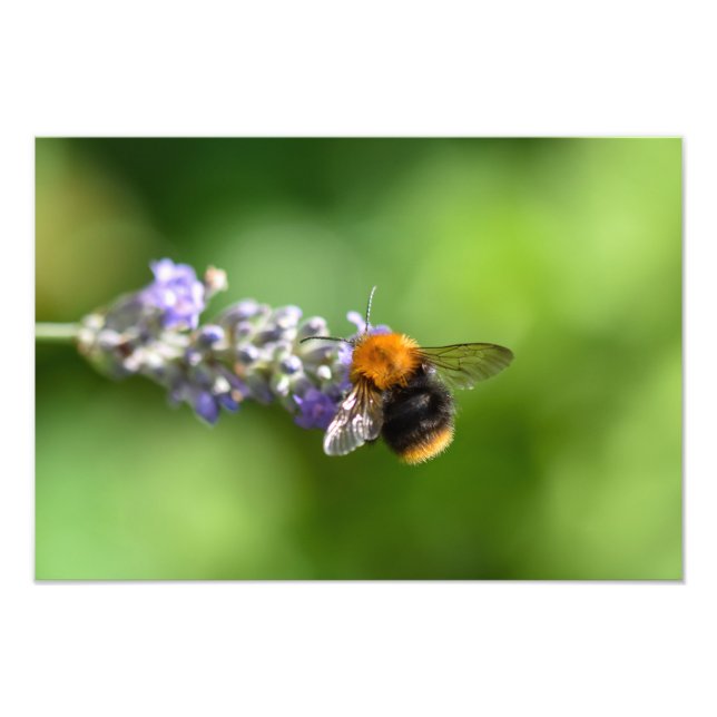 Foto Bumble Bee Em Uma Lavanda (Frente)