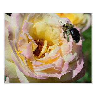 Foto Bumble Bee No Voo 10x8 Natureza