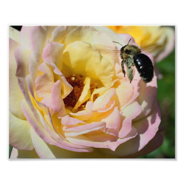 Foto Bumble Bee No Voo 10x8 Natureza (Frente)