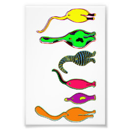 Foto Bumbuns Coloridos de Gatos