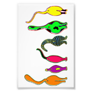 Foto Bumbuns Coloridos de Gatos