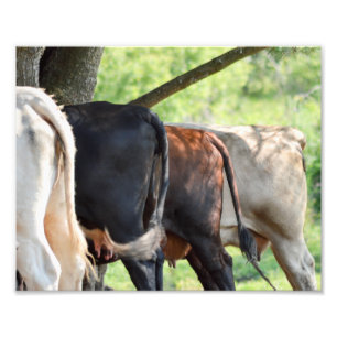 Foto Bumbuns da vaca