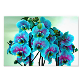 Foto Buquê de Flor Orquídeo Azul