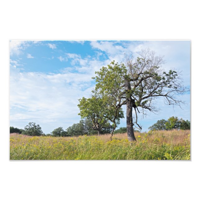 Foto Burr Oak Trees e Prairie (Frente)