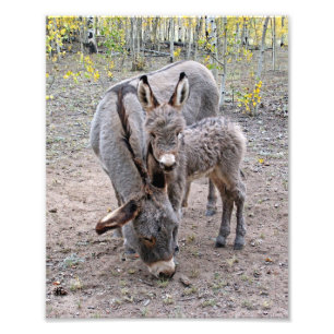 Foto Burro e Bebê