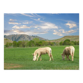 Foto Burros no Parque Estadual de Custer, Dakota do Sul