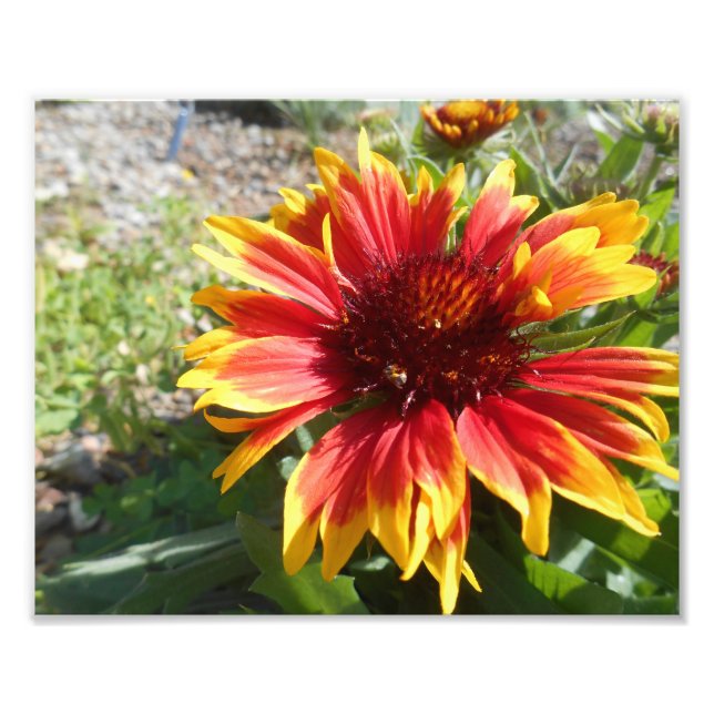 Foto Burst Bright (Frente)