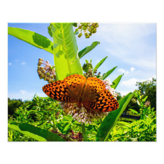 Foto butterfly